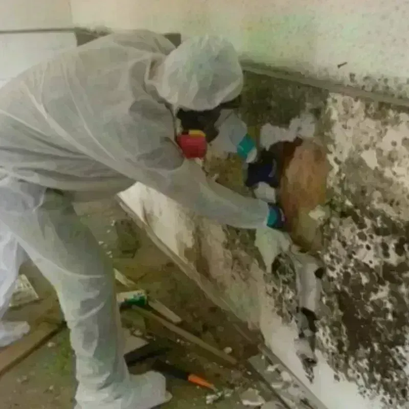 Mold Remediation and Removal in Rotan, TX